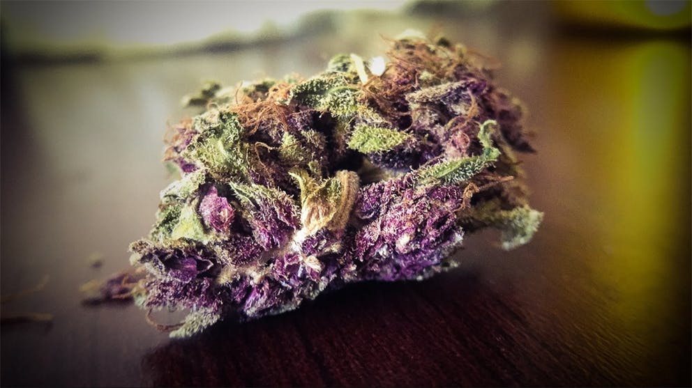 Purple Haze Nuggy Cannabis Strain